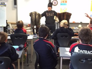 Cassie shows the difference between the native Australian brush tailed possum skins (left) and the feral New Zealand brush tailed possum skins (right).