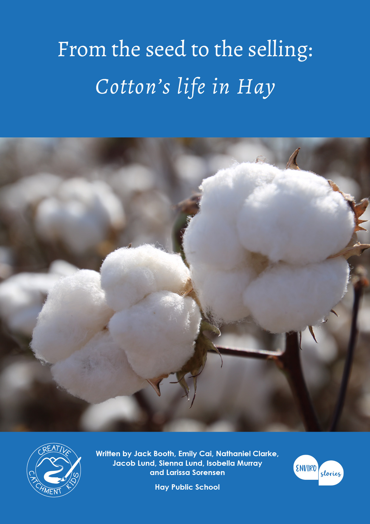 From the seed to the selling: Cotton’s life in Hay