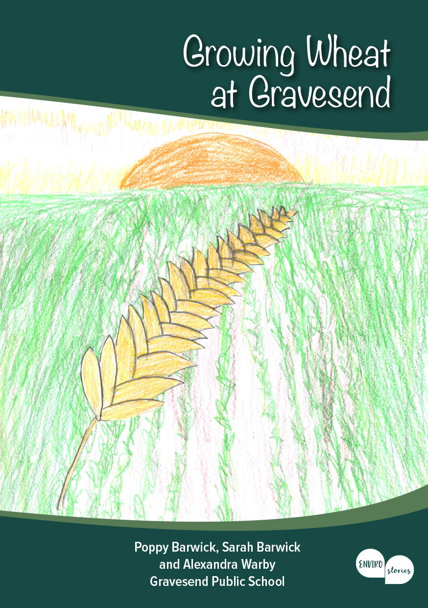 Growing Wheat at Gravesend